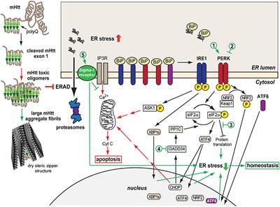 Protein Misfolding and ER Stress in Huntington's Disease